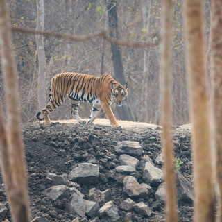 Kabini - Tijgerin